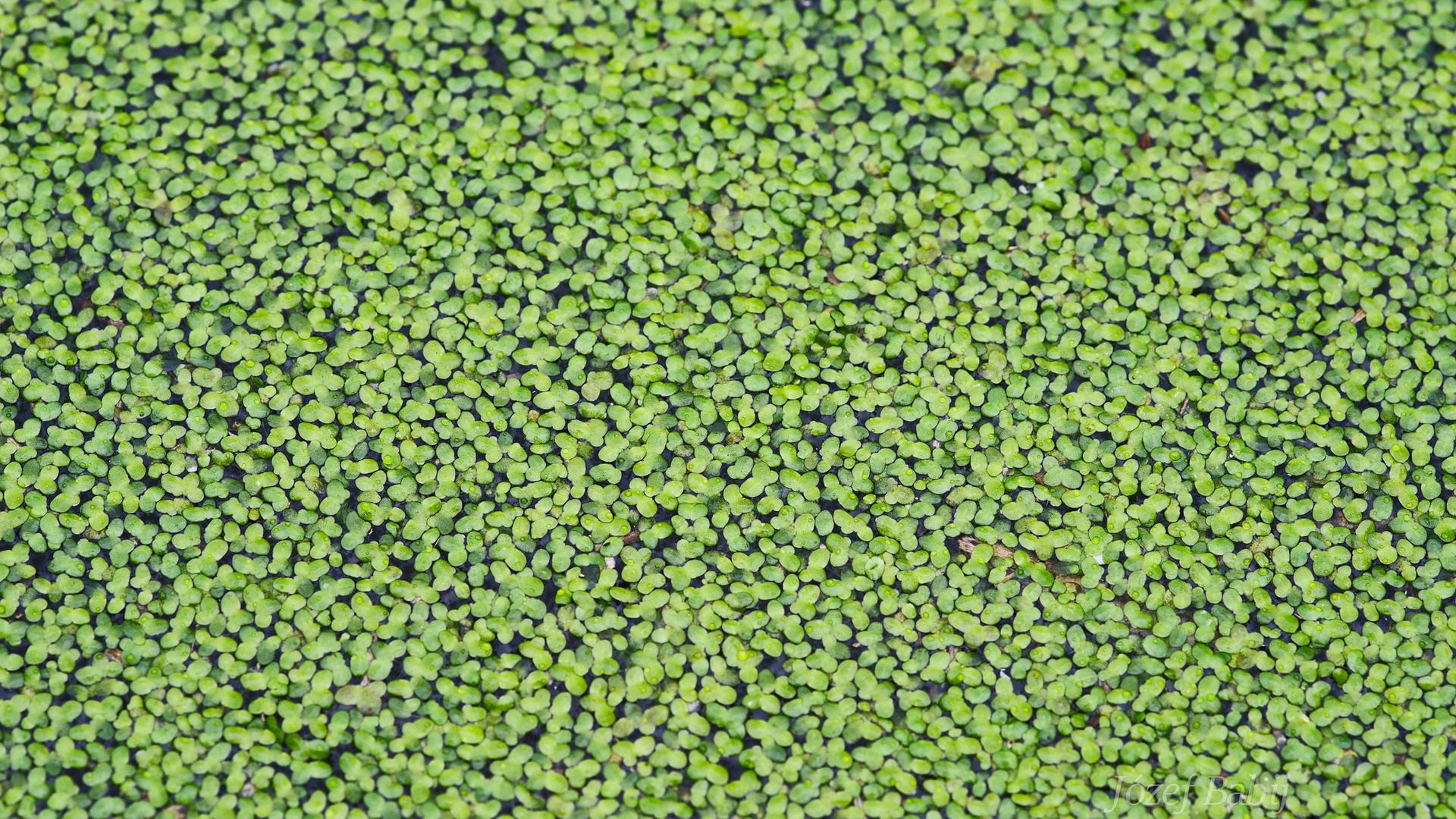 Choć jest niewielka, to ma wielką moc. Rzęsa źródłem roślinnych polifenoli i białka