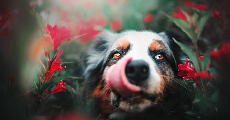 Kristýna Kvapilová kocha psy - fotografuje je i gra z nimi we frisbee