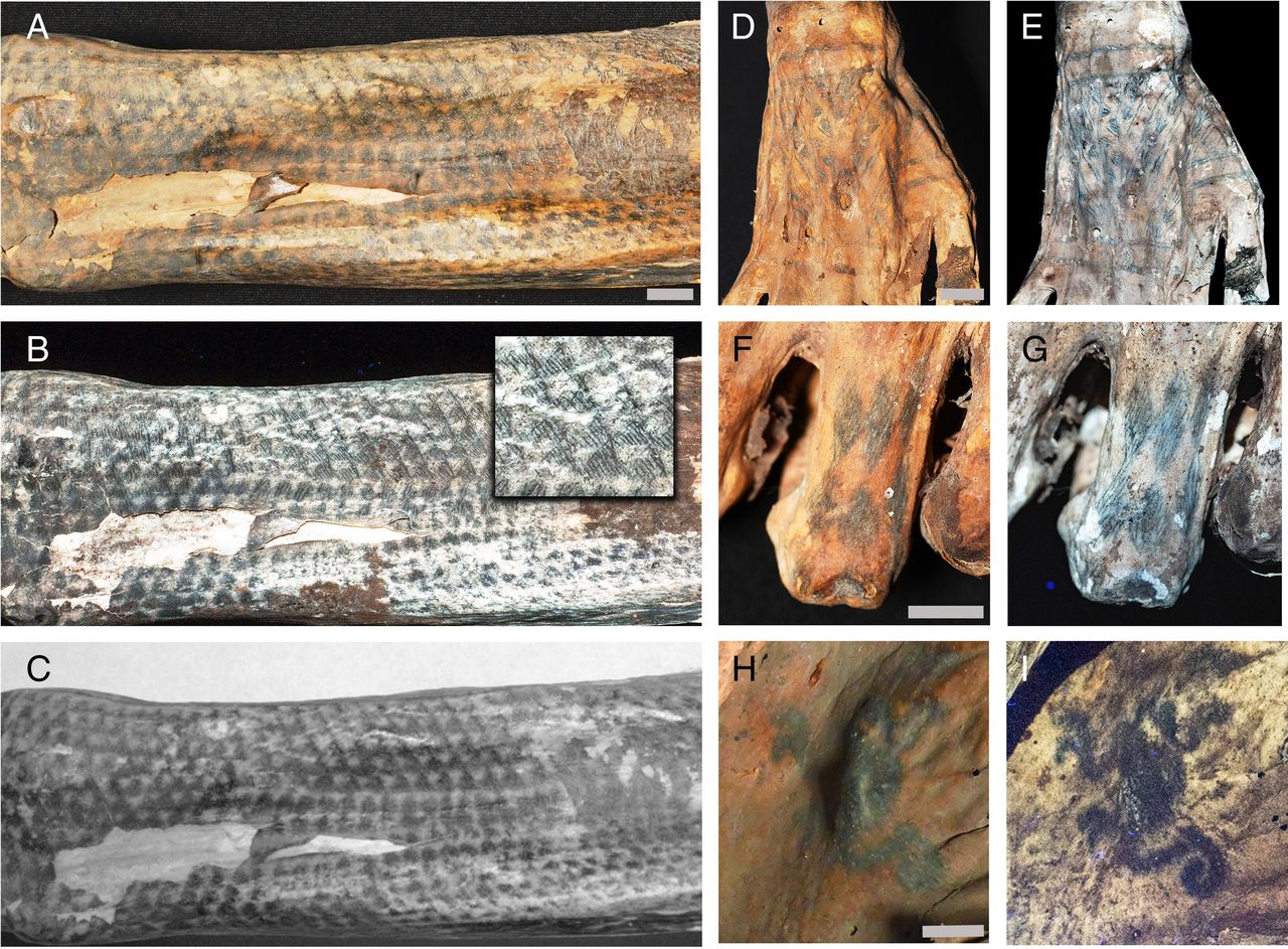 Tattoos discovered on 1200-year-old remains from Peru. Photo from an article published in PNAS "The hidden artistic complexity of the Peruvian Chancay culture revealed in tattoos through laser-stimulated fluorescence"