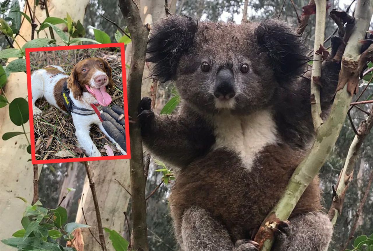 Can a dog help save the koalas?