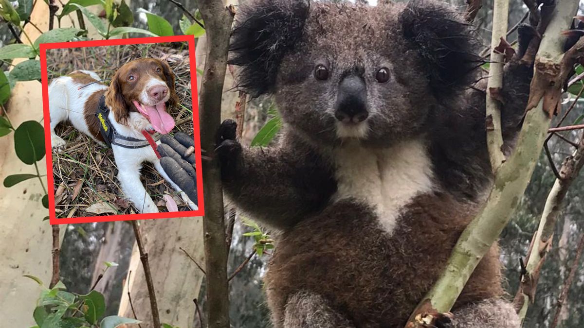 Czy pies pomoże uratować koale?  