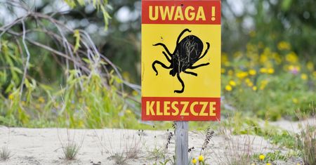 Uwaga na kleszcze. Rośnie liczba przypadków boreliozy