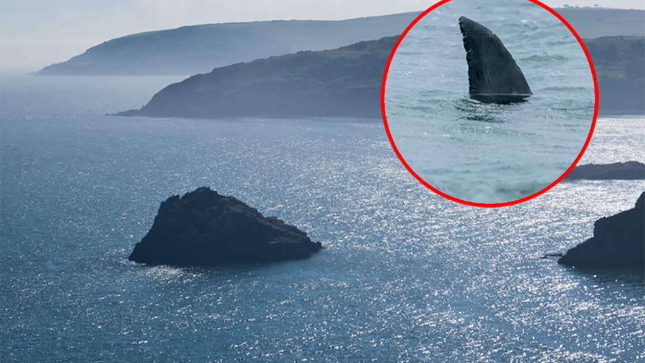 Kapitan łodzi Rob Hughes z Devon Sea Safari zrobił zdjęcia atrapy płetwy rekina