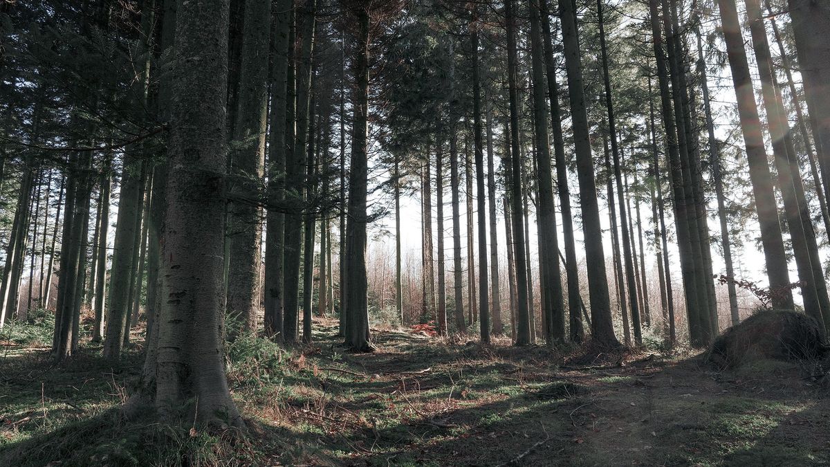 Pracownicy Lasów Państwowych dostaną podwyżki
