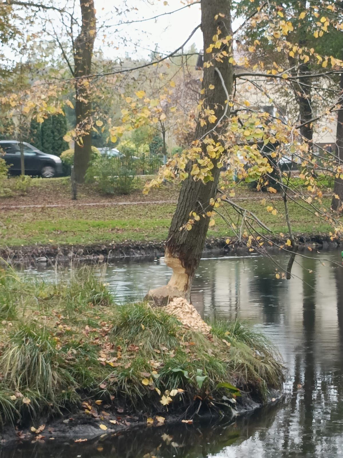 Urząd Gminy Nowy Duninów proponuje odstrzał bobrów?