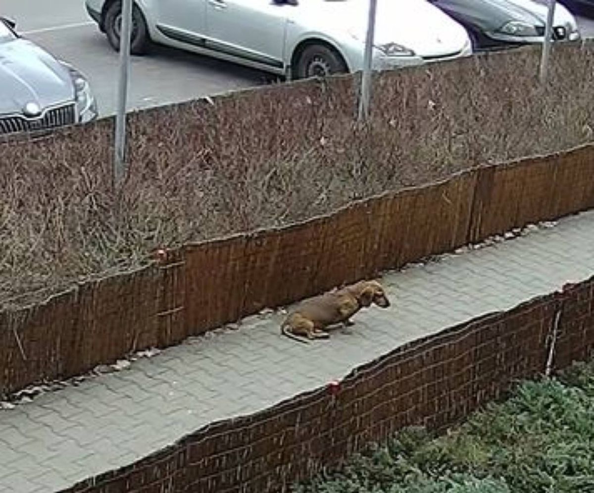 Mężczyzna kopał psa na ulicy w Puławach