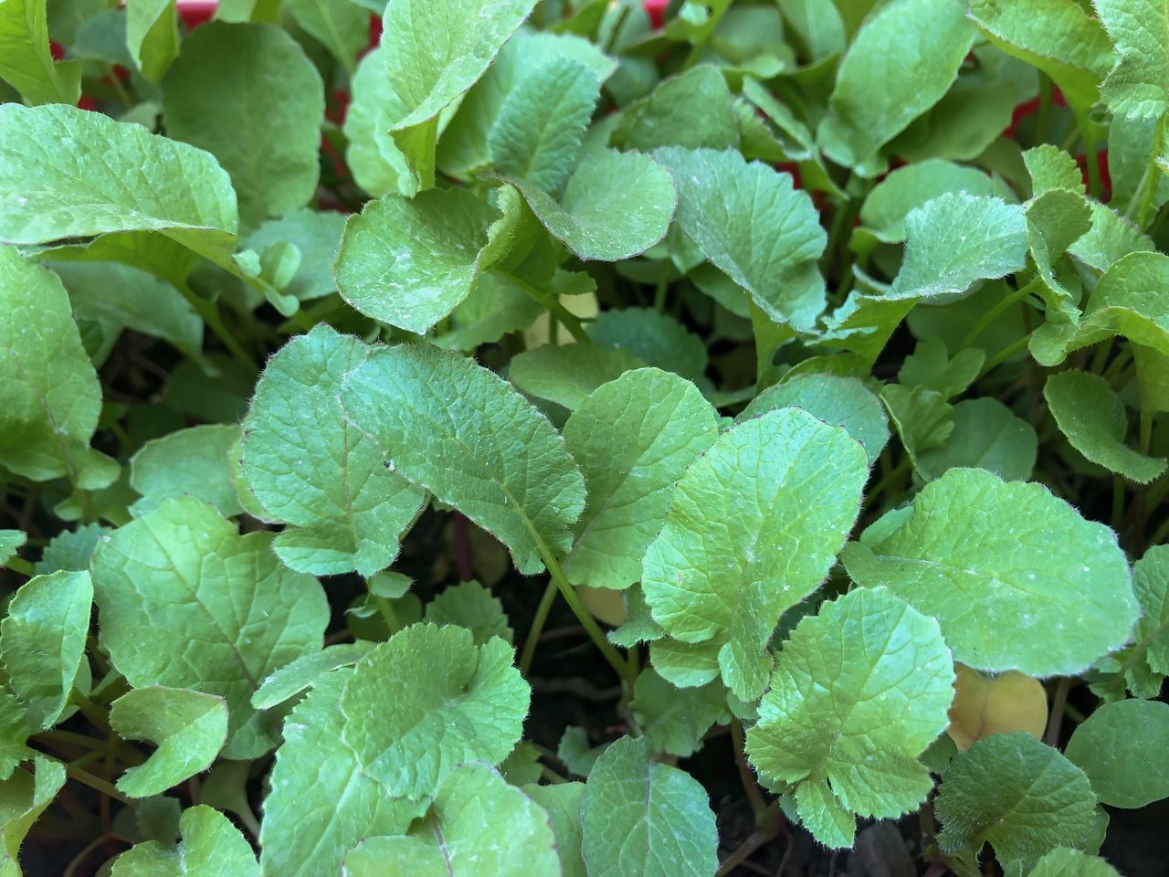 Lądują w koszu, a to bomba witamin. Polacy nie doceniają