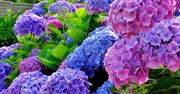 Trik na zmianę koloru hortensji. Eksperci zdradzili