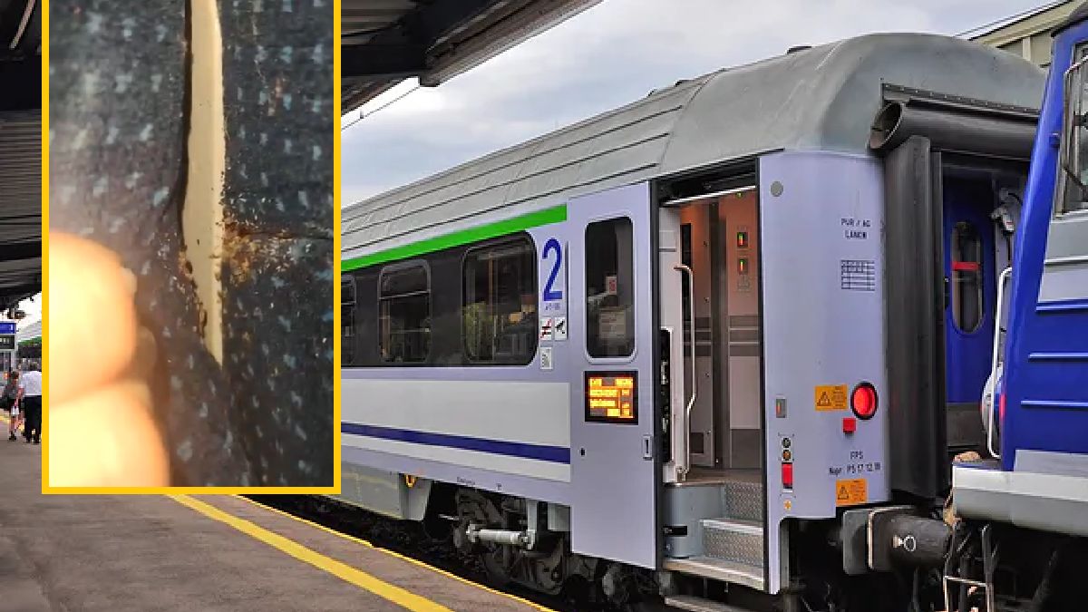 Pluskwy w pociągu PKP Intercity