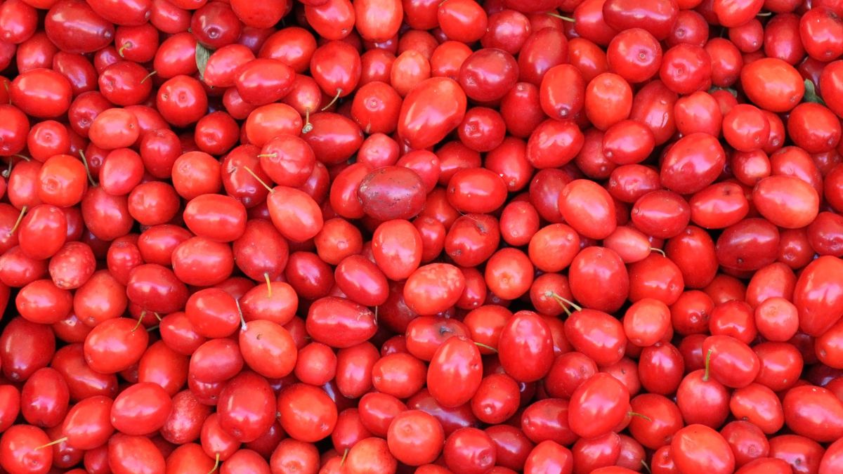 Synsepal słodki to afrykański owoc o wyjątkowych właściwościach