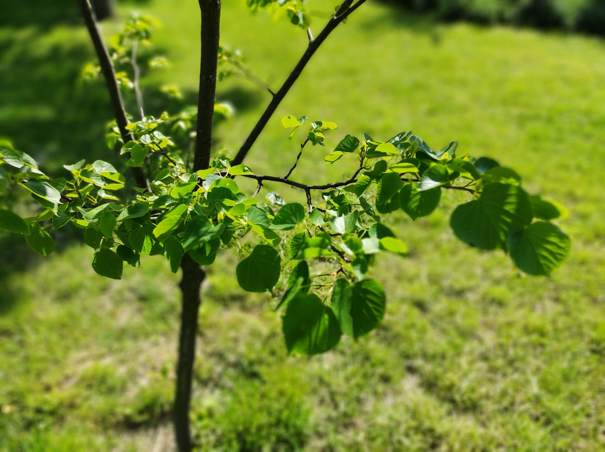 Redmi Note 9 Pro: pierwsze wrażenia. Czuć potencjał 24