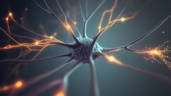 Splot krzyżowy - położenie, budowa, funkcje, uszkodzenia