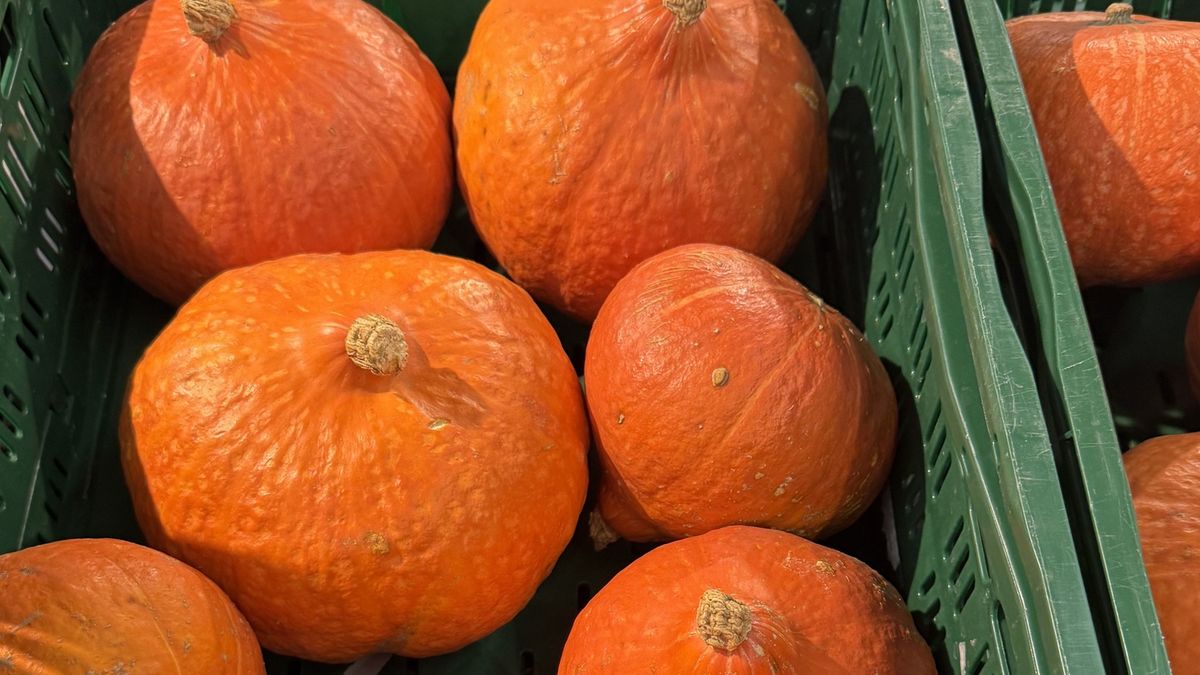 Hokkaido pumpkins in a green boxHokkaido pumpkins in a green box. High quality photoIvan Shevchenko