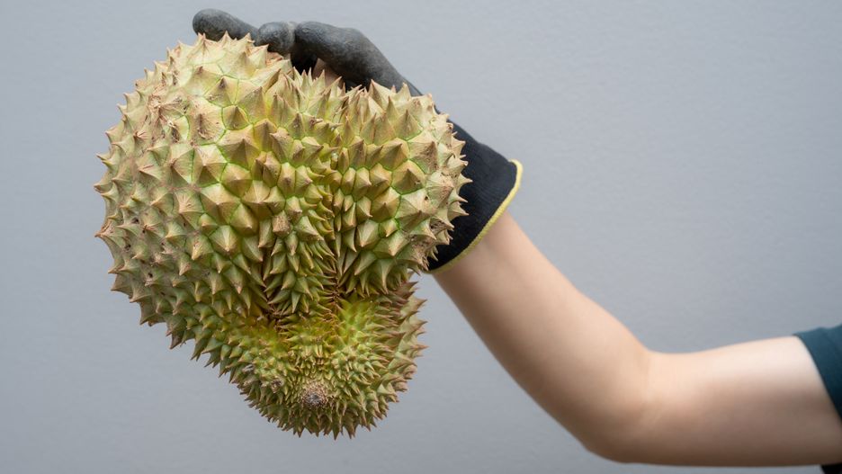 Cropped shot view of someone hand holding a Durian fruit.
Durian is the "king of fruits," is a large, spiky, greenish-brown fruit that is well-loved in its native Southeast Asia.
Boy_Anupong