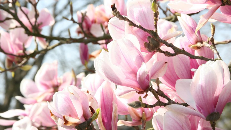 Magnolia należy do krzewów, które nie lubią cięcia i kiepsko je znoszą