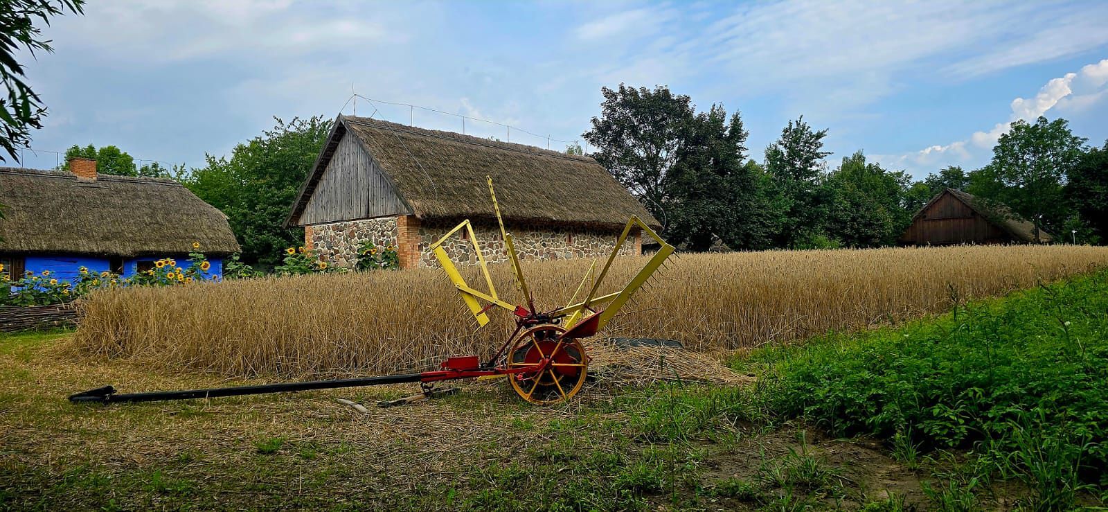 Żniwa 