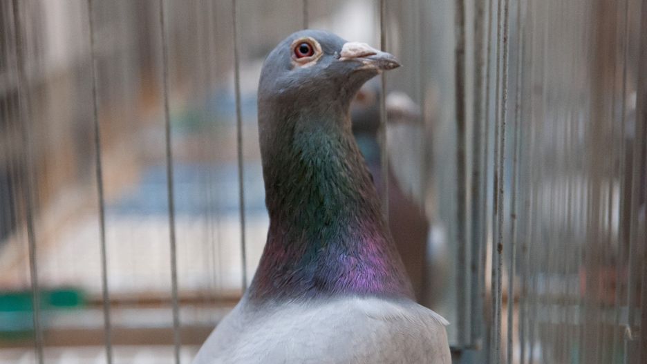 Dla niektórych gołębie to pasja, dla niektórych zarobek.