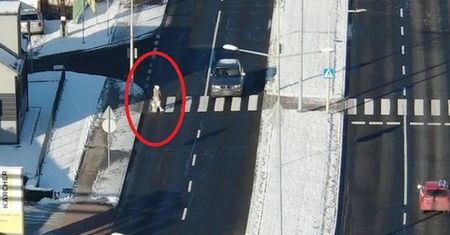 Policyjny dron nad przejściami dla pieszych. Akcja drogówki na Śląsku