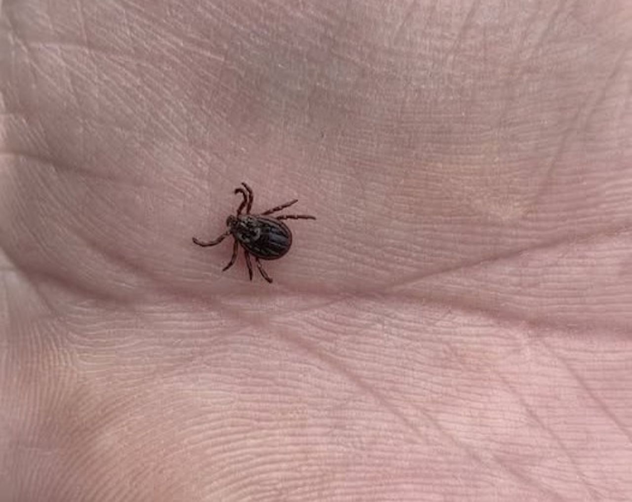 "Wystarczyła odrobina słońca". Pojawiły się w lasach