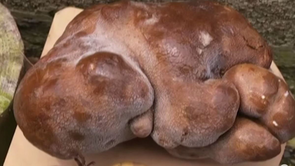 Prawie 8 kilogramów waży największy wykopany ziemniak na świecie 