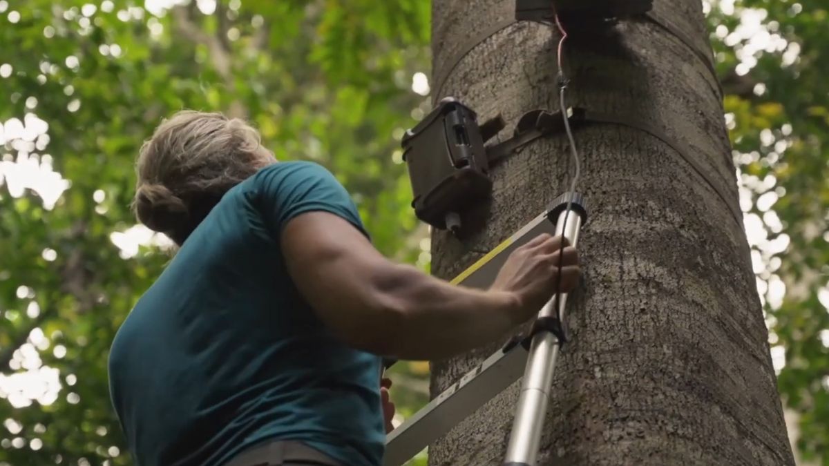 Inteligentne fotopułapki pozwolą na ograniczenie kłusownictwa oraz zniwelują zagrożenie ze strony słoni.