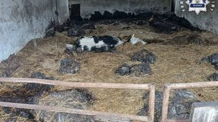 Olesno: Skandaliczne warunki w gospodarstwie. Właściciel usłyszał zarzut znęcania się nad zwierzętami