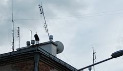 KRRiT może podnieść opłaty za emisje w DVB-T i DVB-T2