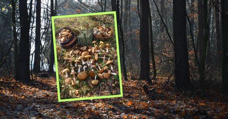 Grzybiarz wyniósł pełne kosze. Wystarczyły niecałe 2 h w lesie