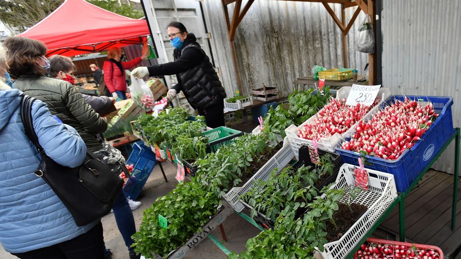 Koronawirus i ceny. Czereśnie kosztują 70 zł za kilogram.