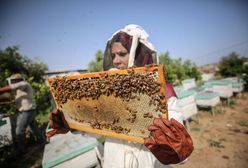 Uśmiercił 7,5 mln pszczół. Wystarczył jeden oprysk