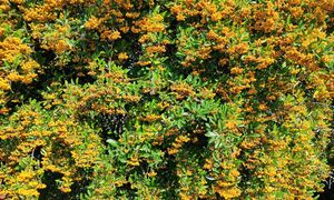 Wsadź to zamiast tui. Takiego żywopłotu pozazdroszczą ci sąsiedzi