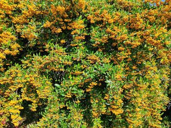 Wsadź to zamiast tui. Takiego żywopłotu pozazdroszczą ci sąsiedzi