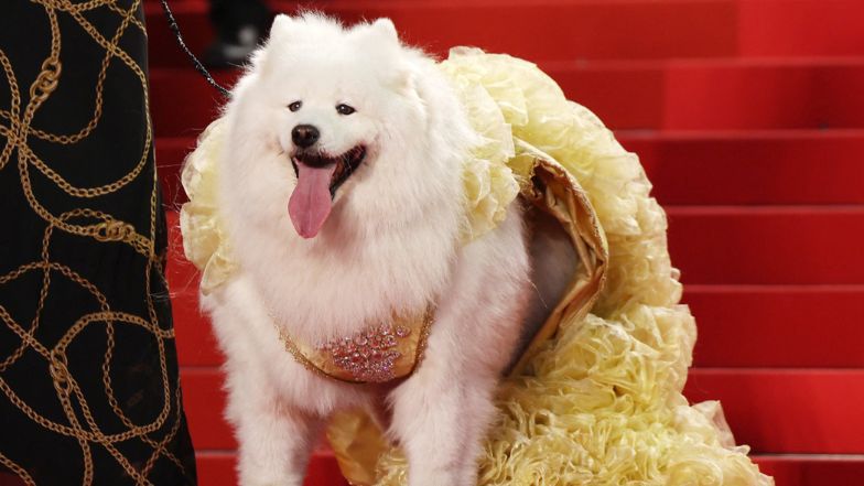 Wyjątkowy gość na festiwalu w Cannes