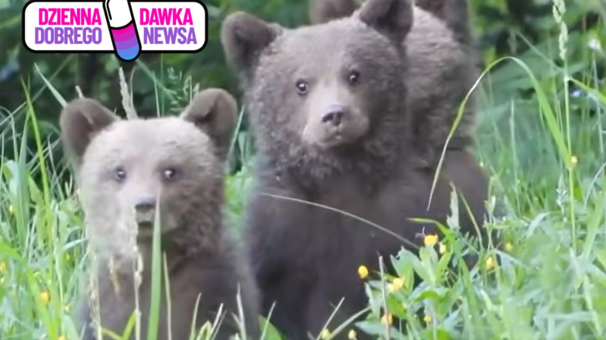 Nagrali trzy młode niedźwiadki