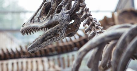 Zaskakujące odkrycie francuskich celników – w ciężarówce znaleziono zęby dinozaura