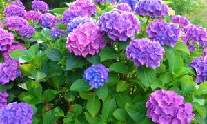 Pamiętaj o tym zabiegu w marcu. Hortensja obsypie się kwiatami