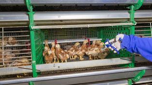 Wreszcie dostali zaległe pieniądze. Za walkę z zarazą ptaków