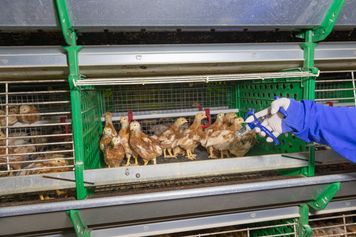 Wreszcie dostali zaległe pieniądze. Za walkę z zarazą ptaków