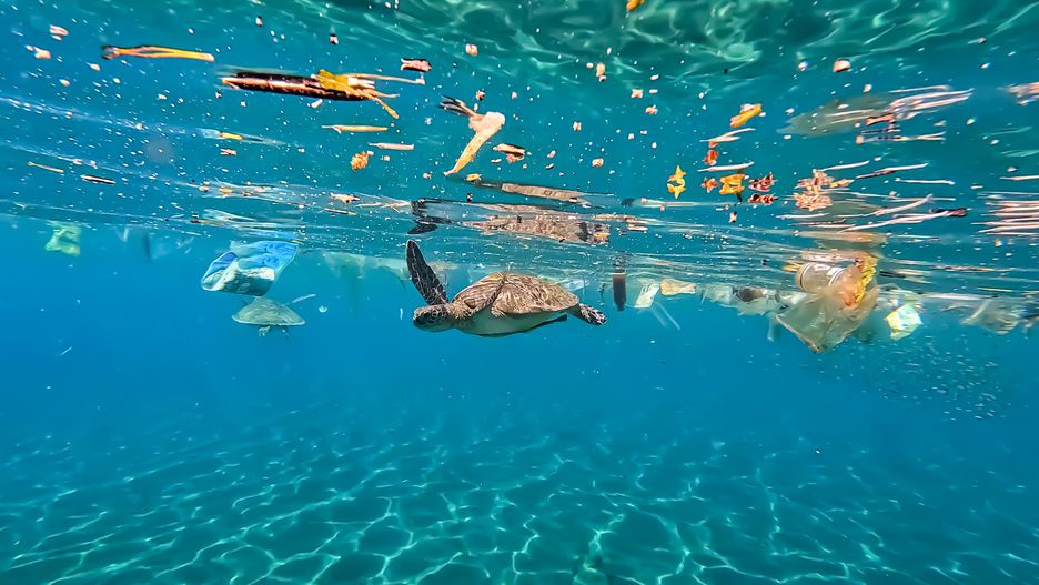 Żółwie morskie pływają wśród plastikowych śmieci