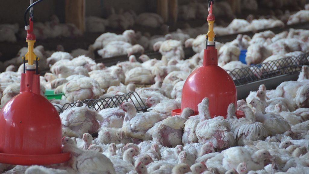 Pandemia marnotrawstwa. Co sekundę do kosza wyrzucamy tony żywności.