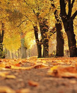 Babie lato 2022. Kiedy nadejdzie złota, polska jesień?