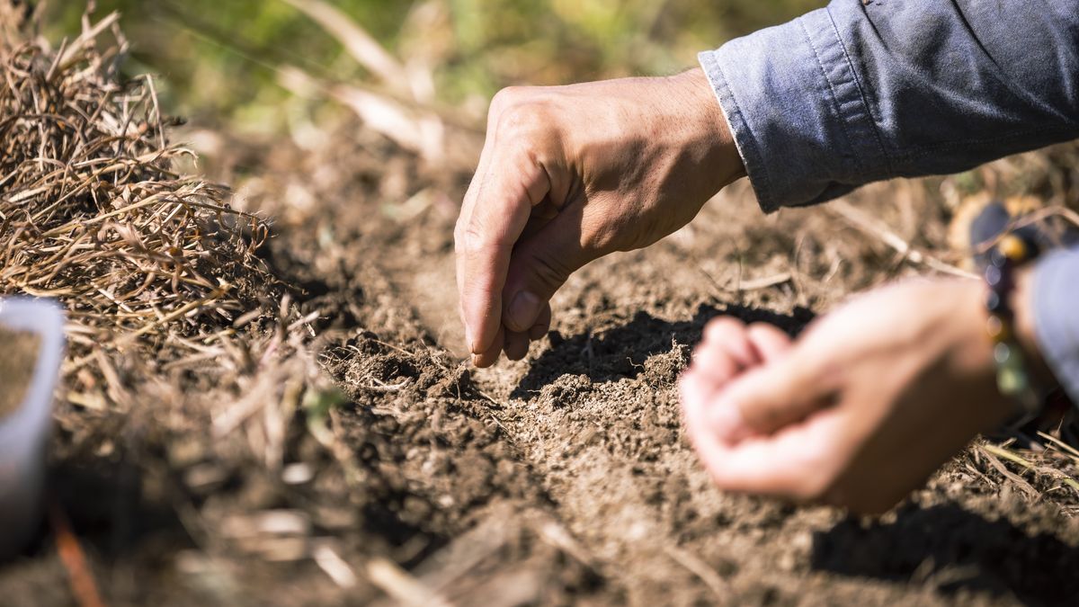 A farmer tilling the soil and planting carrot seeds in an organic field.
A farmer tilling the soil and planting carrot seeds in an organic field.
Susumu Yoshioka