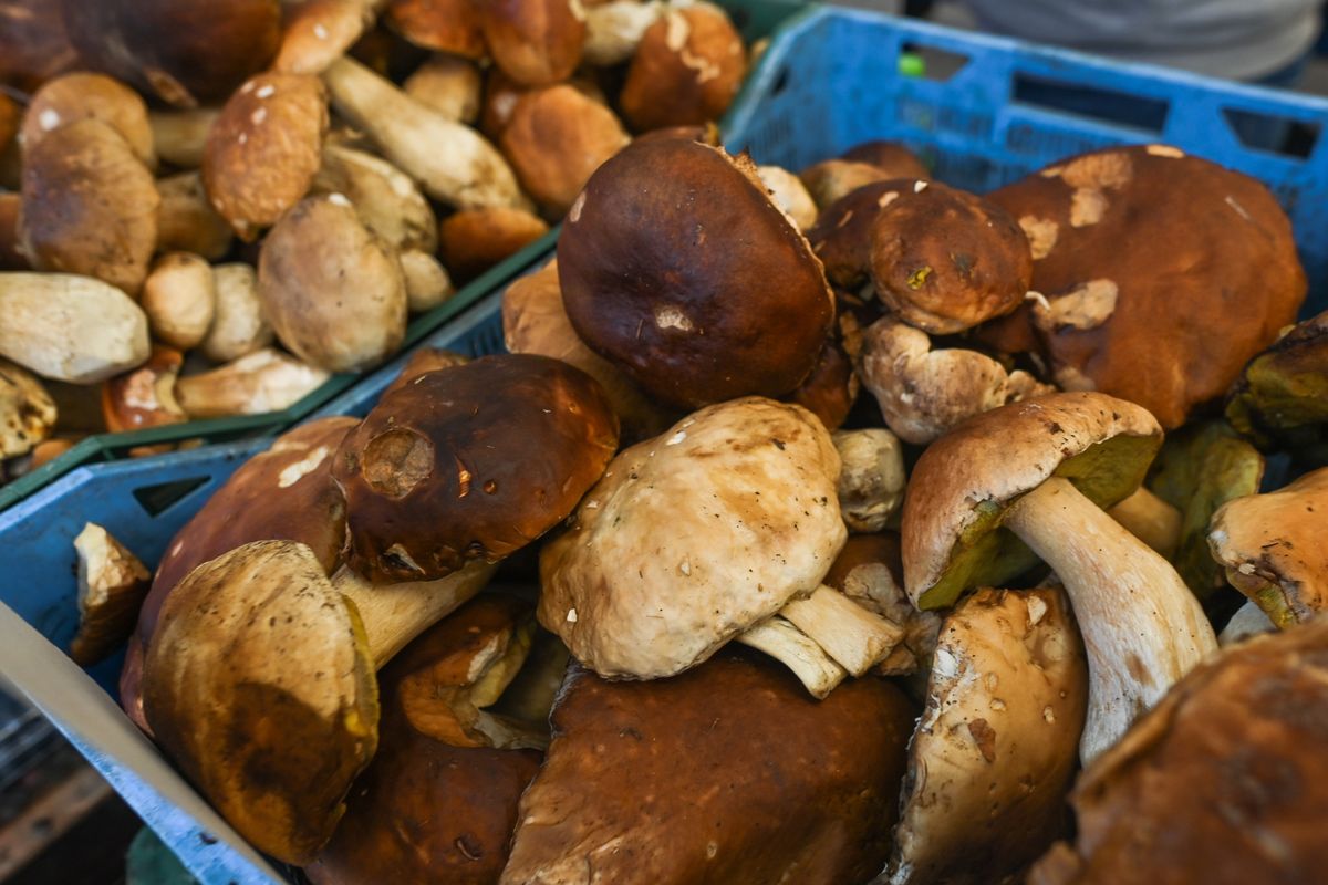 grzyby, cena, grzybobranie Grzyby. Cena. Ile kosztuje kilogram leśnych owocników w październiku?