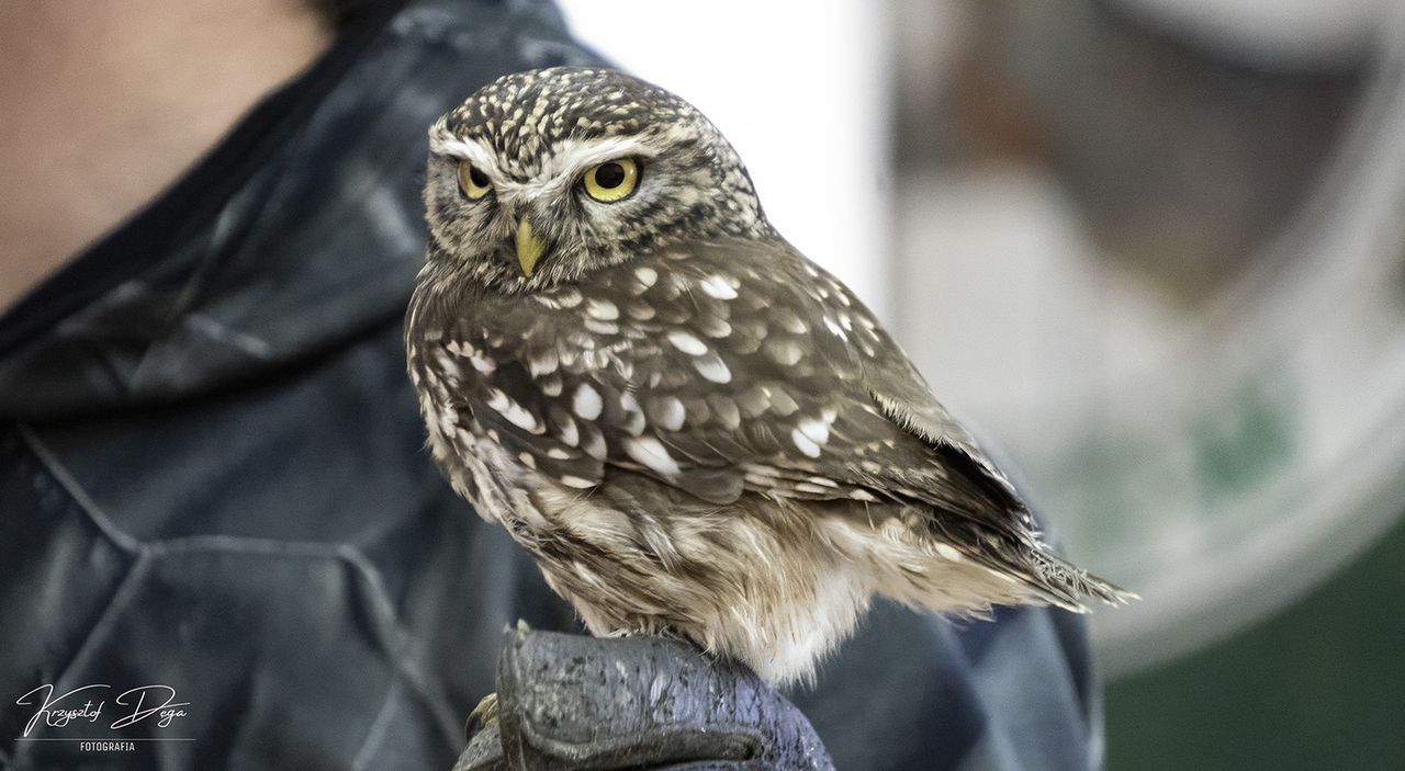 sowa, sóweczka