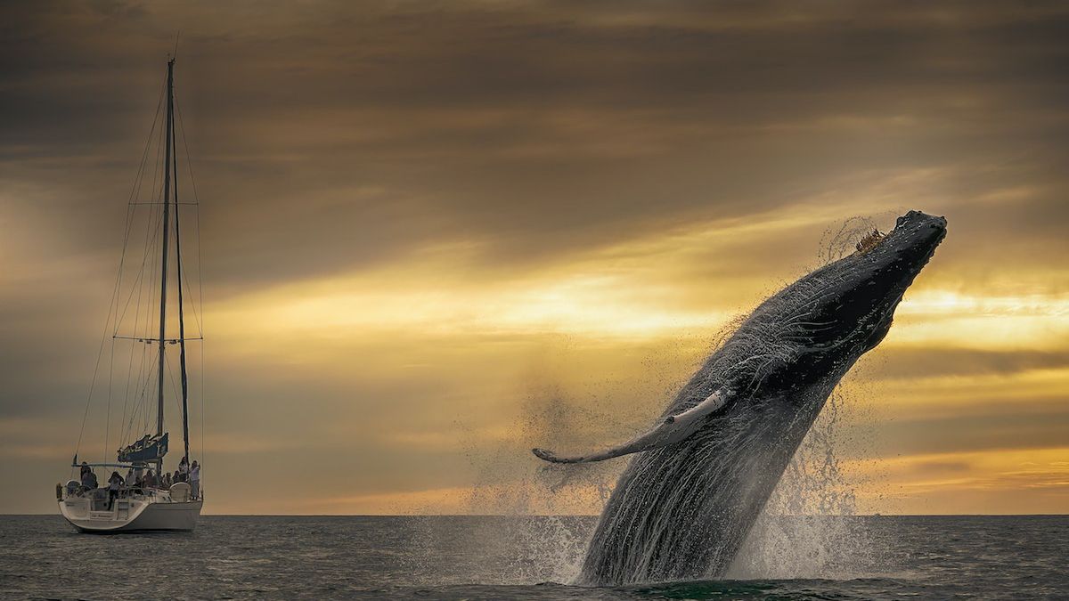 Reprezentant Meksyku zajął 4. miejsce w kat. Dzika Przyroda. 