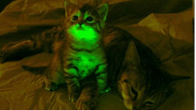 Świecące koty pomogą w walce z AIDS? 1