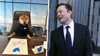 Elon Musk twierdzi, że nie jest prezesem Twittera. Firmą "zarządza jego pies"