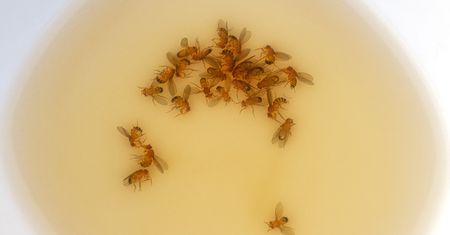 Muszki owocówki to zmora. Dzięki temu znikną na zawsze