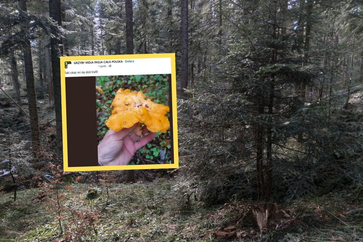 "Taki okaz". Kurka wielkości dłoni. Grzybiarz z Pomorza miał szczęście