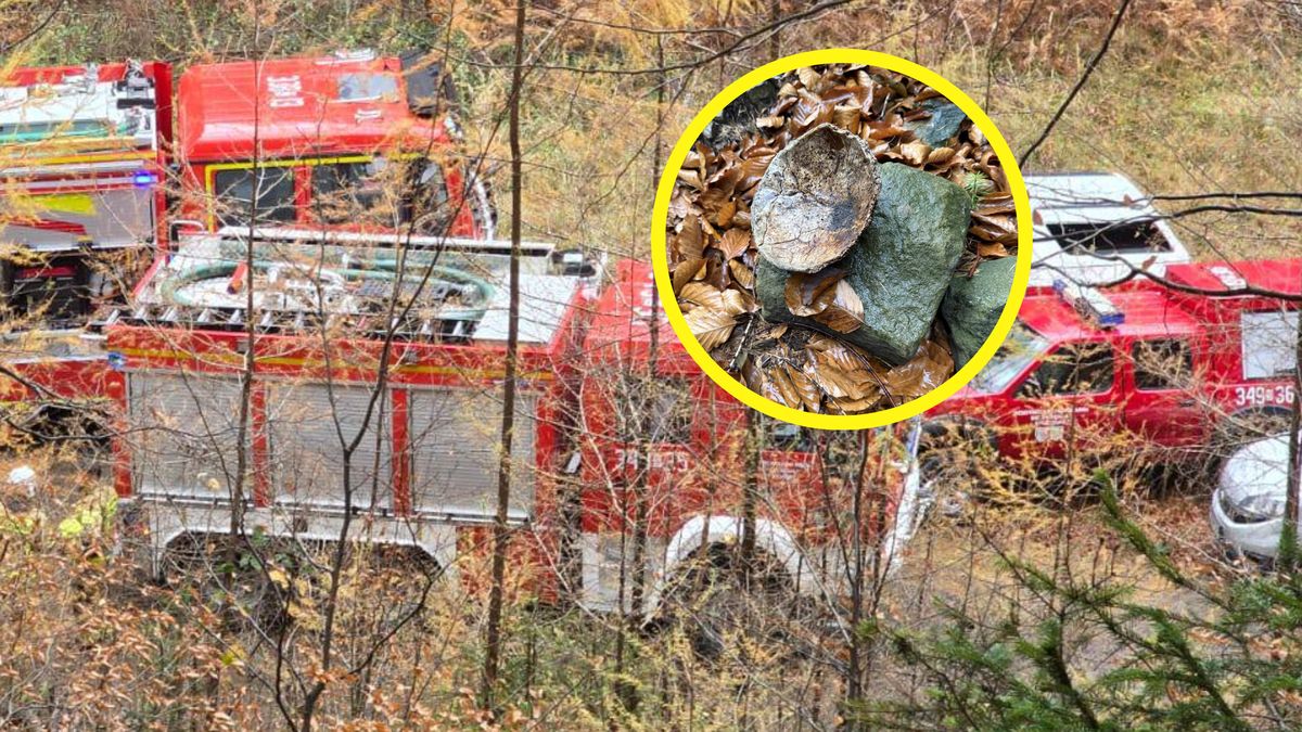 Pokazał, co znalazł w lesie.